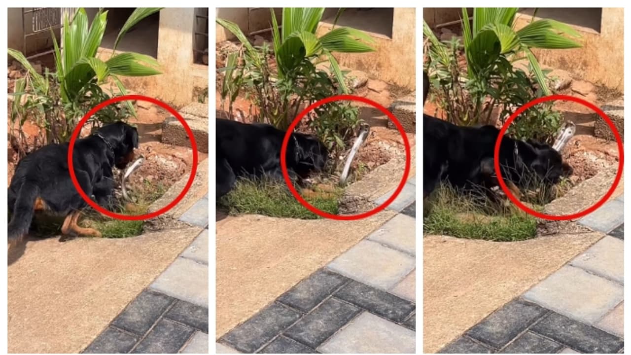 'ഒറ്റക്കടി, രണ്ട് തുണ്ടം'; മൂർഖനെ, ഒരു കടിക്ക് രണ്ട് കഷ്ണമാക്കി റോട്ട്വീലർ, വീഡിയോ വൈറല് 'ഒറ്റക്കടി, രണ്ട് തുണ്ടം'; മൂർഖനെ, ഒരു കടിക്ക് രണ്ട് കഷ്ണമാക്കി റോട്ട്വീലർ, വീഡിയോ വൈറല്