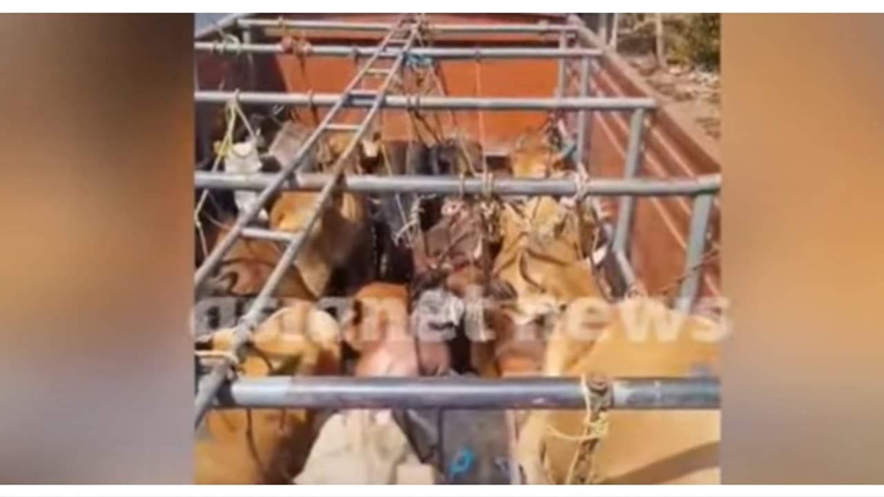 13 എണ്ണത്തിനുള്ള സ്ഥലത്ത് 22 എണ്ണം; തീറ്റയും വെള്ളവുമില്ല; വാളയാറിൽ അനധികൃതകന്നുകാലിക്കടത്ത്, ഒരുലക്ഷം രൂപ പിഴ