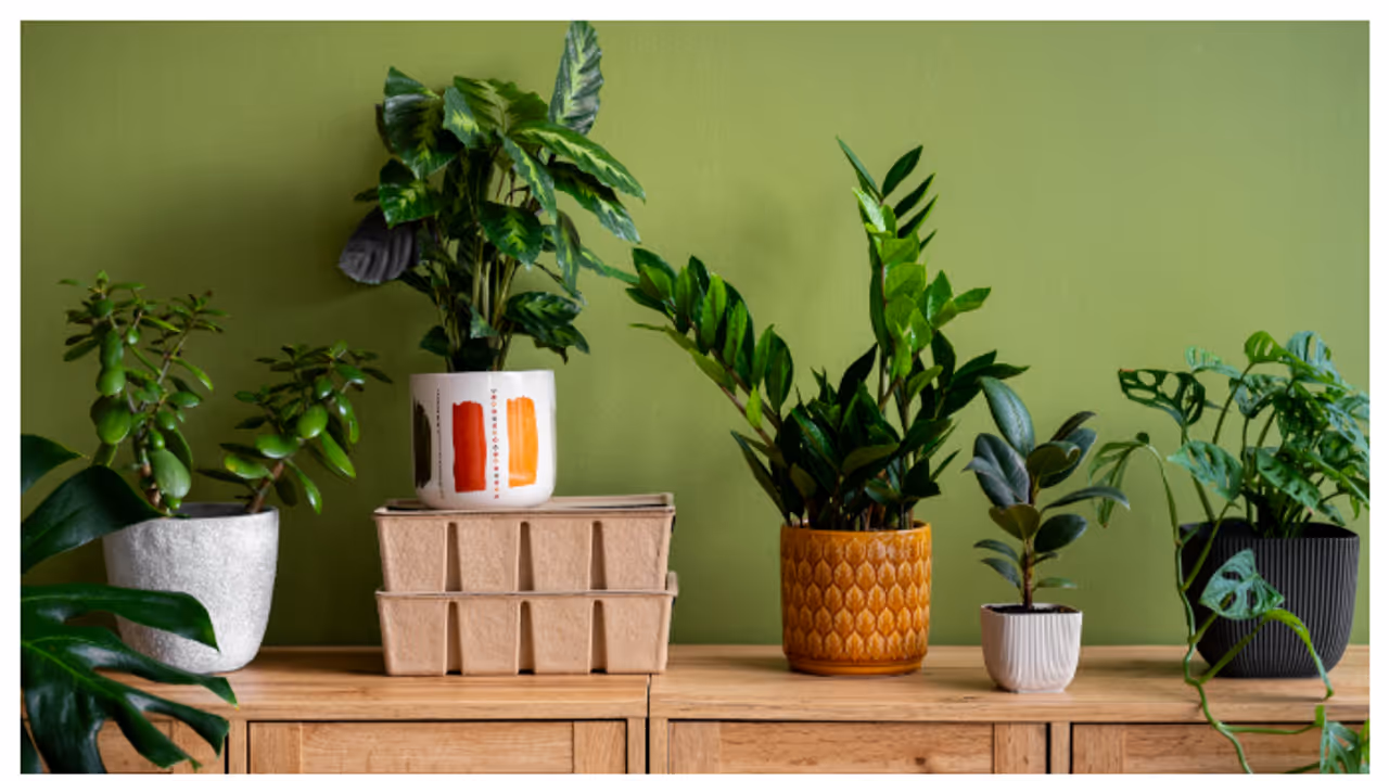 അടുക്കളയിൽ വളരുന്ന 5 ഇനം ചെടികൾ 