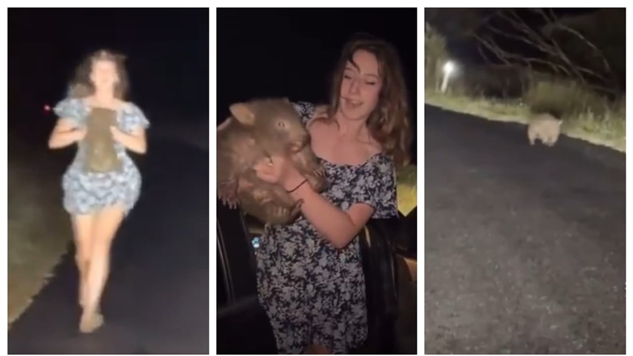 ചിത്രമെടുക്കാനായി അമ്മയിൽ നിന്നും കുഞ്ഞു വൂംബാറ്റിനെ തട്ടിയെടുത്ത് ഇൻഫ്ലുവൻസർ; രൂക്ഷ വിമർശനം, വീഡിയോ വൈറൽ