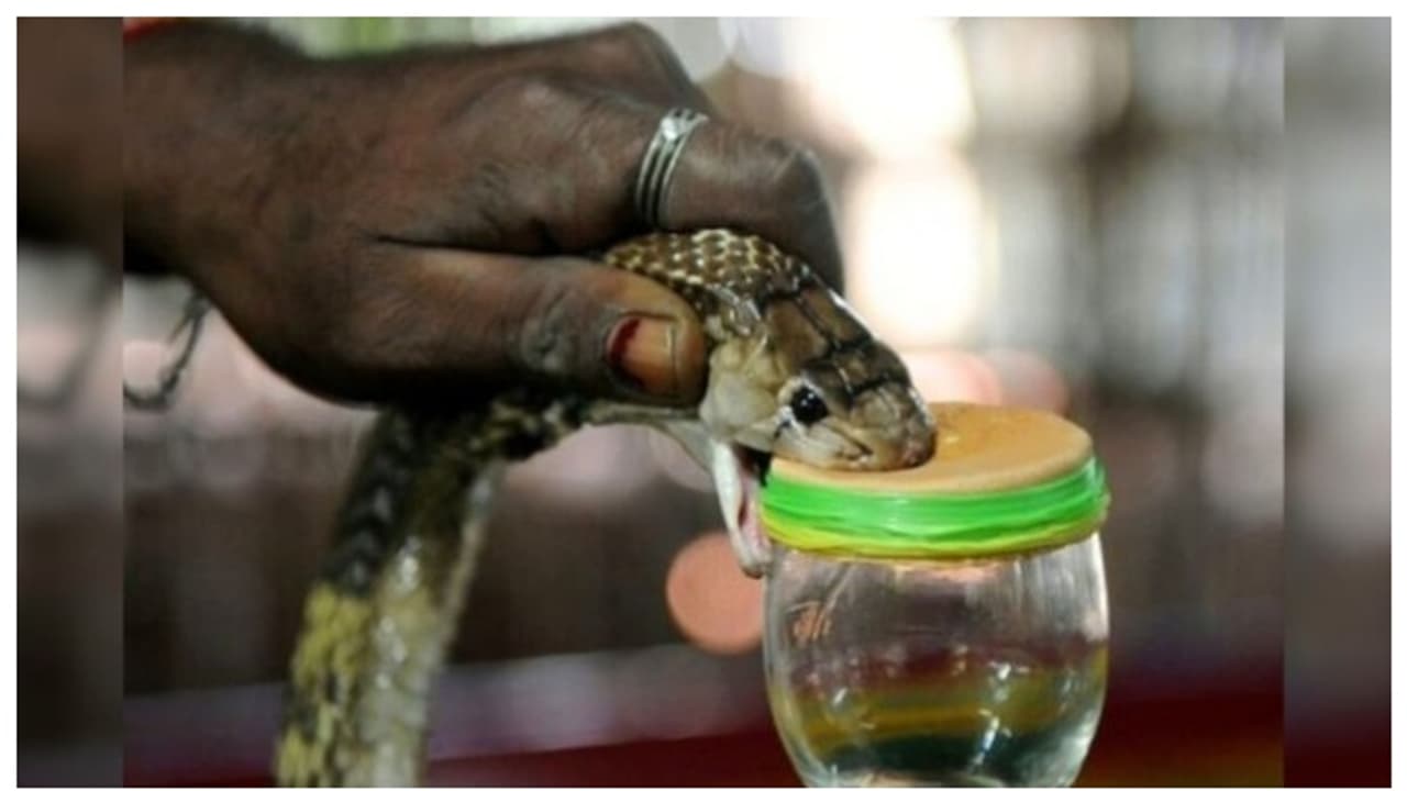 കേരളത്തില് പാമ്പുകളില് നിന്നും വിഷം വേര്തിരിക്കാന് ലൈസന്സുള്ള ഗോത്രത്തെ കുറിച്ച് അറിയാമോ? കേരളത്തില് പാമ്പുകളില് നിന്നും വിഷം വേര്തിരിക്കാന് ലൈസന്സുള്ള ഗോത്രത്തെ കുറിച്ച് അറിയാമോ?