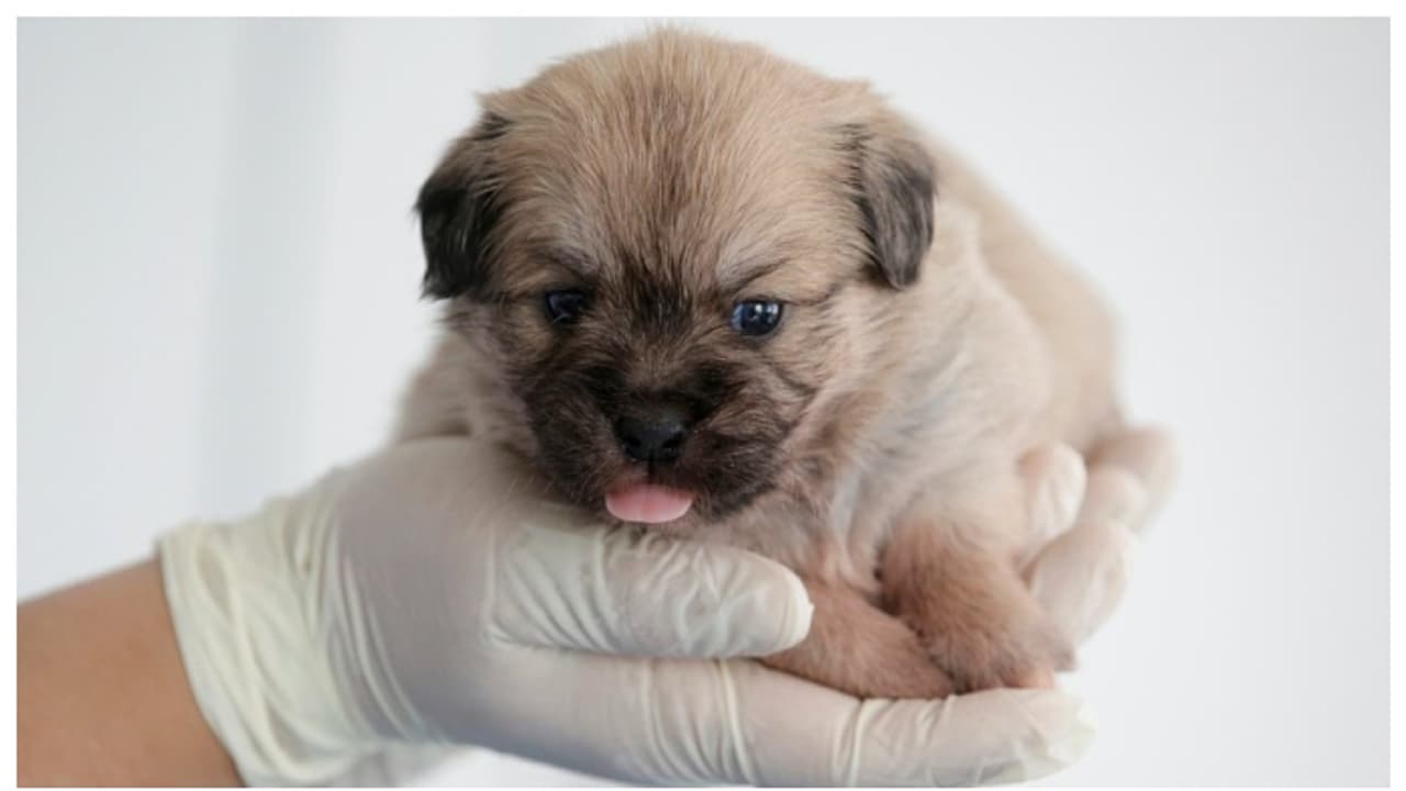 19 ലക്ഷം രൂപ ചെലവ്; മരിച്ച് പോയ പ്രിയപ്പെട്ട നായയെ ക്ലോണിങ്ങിലൂടെ പുനർജീവിപ്പിച്ച് ഉടമ