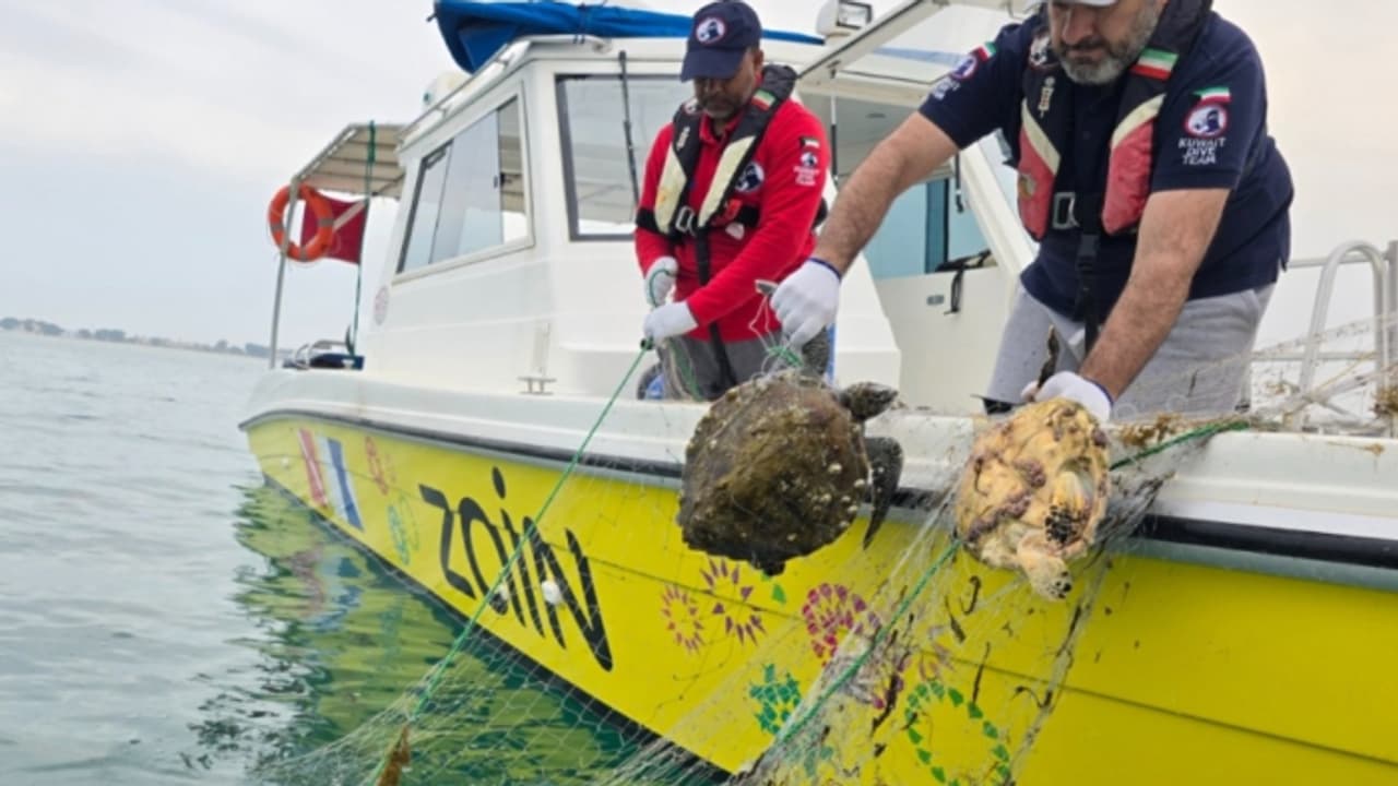 നീക്കം ചെയ്തത് മൂന്ന് ടൺ മത്സ്യബന്ധന വലകൾ, അപൂർവമായ ഹോക്‌സ്ബിൽ കടലാമയെ രക്ഷപ്പെടുത്തി
