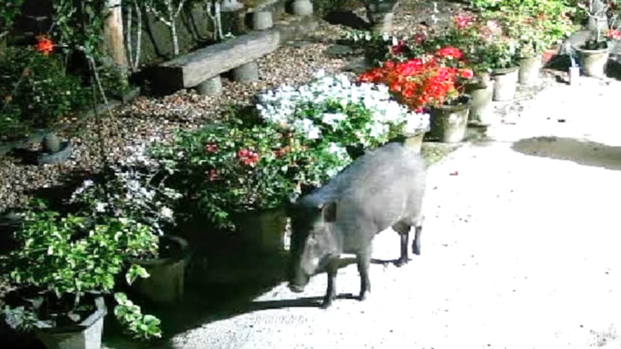 പശുക്കിടാവെന്ന് കരുതി മൈൻഡ് ചെയ്തില്ല, വീട്ടുമുറ്റത്ത് എത്തിയിരുന്ന വില്ലനെ കണ്ടപ്പോൾ കരുവാറ്റയിൽ ആശങ്ക പശുക്കിടാവെന്ന് കരുതി മൈൻഡ് ചെയ്തില്ല, വീട്ടുമുറ്റത്ത് എത്തിയിരുന്ന വില്ലനെ കണ്ടപ്പോൾ കരുവാറ്റയിൽ ആശങ്ക