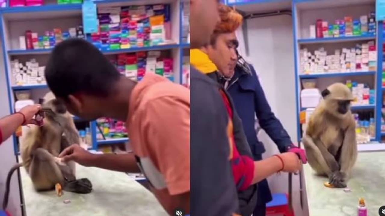 പരിക്കേറ്റ കുരങ്ങൻ ഫാർമസിയിലേക്ക് ഓടിക്കയറി? വ്യാപകമായ ശ്രദ്ധ നേടി വീഡിയോ