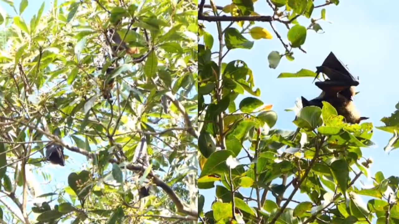 മലപ്പുറത്ത് വവ്വാലുകൾ കൂട്ടത്തോടെ ചത്ത നിലയിൽ; സാമ്പിൾ പൂനൈ വൈറോളജി ഇൻസ്റ്റിറ്റ്യൂട്ടിലേക്ക് പരിശോധനക്കയച്ചു മലപ്പുറത്ത് വവ്വാലുകൾ കൂട്ടത്തോടെ ചത്ത നിലയിൽ; സാമ്പിൾ പൂനൈ വൈറോളജി ഇൻസ്റ്റിറ്റ്യൂട്ടിലേക്ക് പരിശോധനക്കയച്ചു