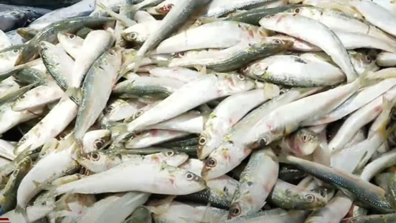 കേരളത്തിൽ നിന്ന് കിട്ടുന്ന മത്തിയെന്താണ് വളരാത്തത്! ഒരേ വലുപ്പം, ബട്ട് വൈ? കാരണം വ്യക്തമാക്കി വിദഗ്ധർ