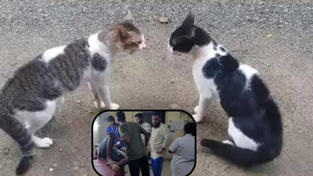 ಹೆಣ್ಣು ಬೆಕ್ಕಿನ ಹಿಂದೆ ಓಡಿಬಂದ ಪಕ್ಕದ್ಮನೆ ಗಂಡು ಬೆಕ್ಕು; ಮಚ್ಚಿನಿಂದ ಹೊಡೆದಾಡಿಕೊಂಡು ಆಸ್ಪತ್ರೆ ಸೇರಿದ ಮಾಲೀಕರು!