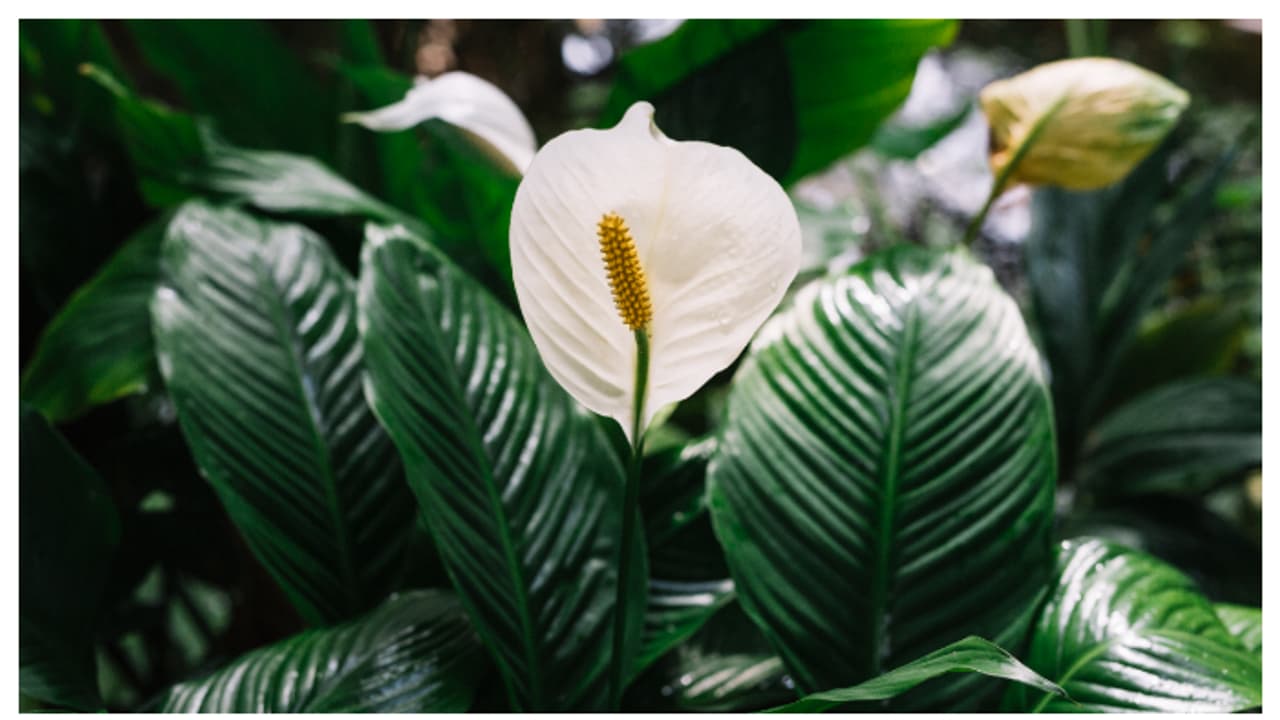 വീട്ടിൽ സമാധാനം തരും പീസ് ലില്ലി വീട്ടിൽ സമാധാനം തരും പീസ് ലില്ലി