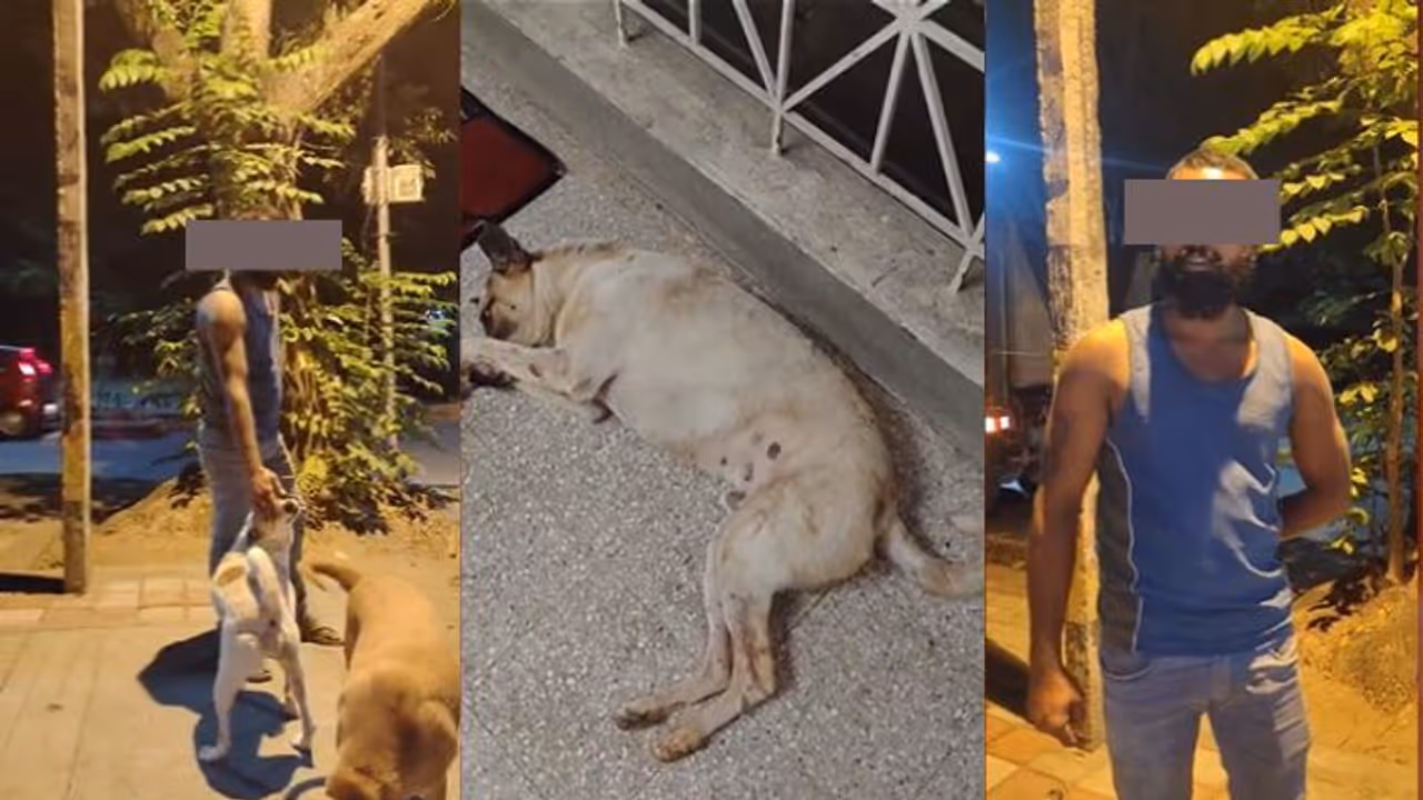 ಬೀದಿನಾಯಿ ಗುಪ್ತಾಂಗ ಕತ್ತರಿಸಿ ಸಂಭೋಗ ಮಾಡುತ್ತಿದ್ದ ವಿಕೃತ ಕಾಮಿ; ಪೊಲೀಸರಿಗೆ ಒಪ್ಪಿಸಿದ ಜಯನಗರ ಜನತೆ!