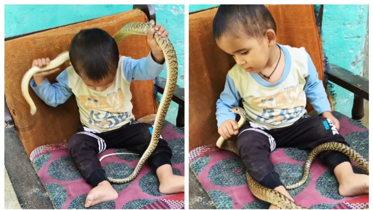 ഭയമോ, അതെന്ത്? തോളത്ത് കിടന്ന പാമ്പിനെ എടുത്ത് തട്ടിക്കളിക്കുന്ന കുട്ടി, വീഡിയോ വൈറൽ ഭയമോ, അതെന്ത്? തോളത്ത് കിടന്ന പാമ്പിനെ എടുത്ത് തട്ടിക്കളിക്കുന്ന കുട്ടി, വീഡിയോ വൈറൽ