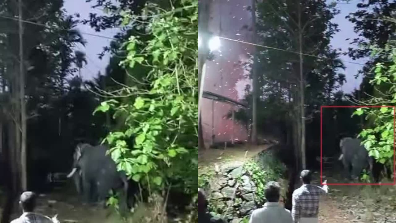 എഴുന്നള്ളിപ്പിന് എത്തിച്ച ആനയെ തളച്ചത് വെടിക്കെട്ട് നടക്കുന്നിടത്ത്, പയ്യൂർകാവ് ക്ഷേത്ര ഭാരവാഹികൾക്കെതിരെ കേസ്