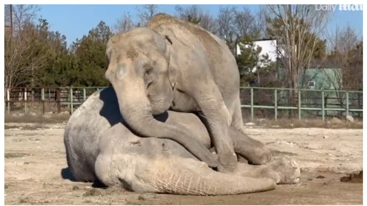 സങ്കടക്കടൽ; 25 വർഷം തന്നോടൊപ്പം സർക്കസിലുണ്ടായിരുന്ന ആന മരിച്ചപ്പോൾ കണ്ണീർ വാർക്കുന്ന കൂട്ടുകാരി, വീഡിയോ വൈറൽ