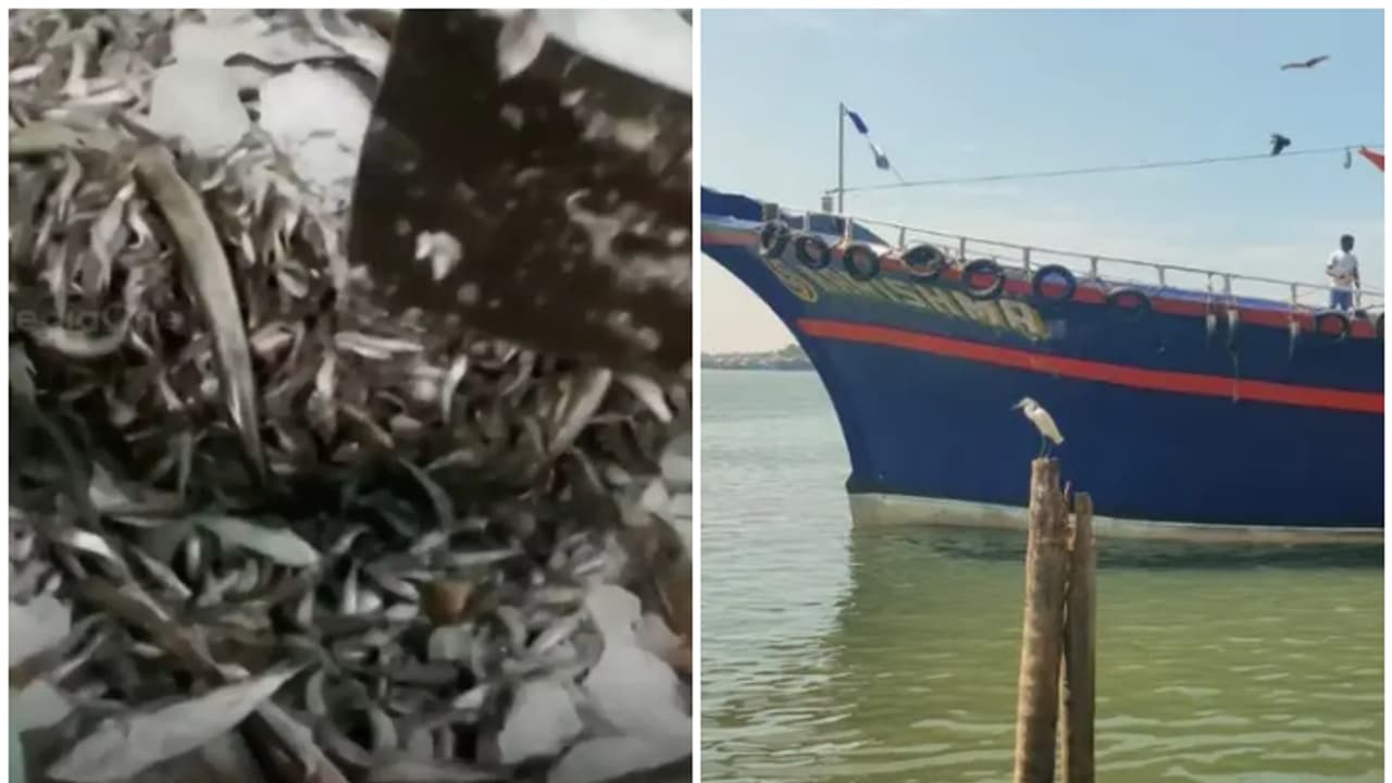 4000 കിലോ കിളിയും ഉലുവാച്ചിയും കടലിലൊഴുക്കി, ബാക്കി മീൻ ലേലം നടത്തി കിട്ടിയത് 3,23,250 രൂപ; കടുത്ത നടപടി