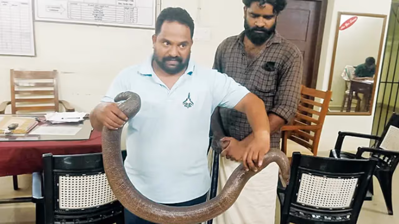 7 ലക്ഷത്തിന് കച്ചവടം ഉറപ്പിച്ചു, രഹസ്യ വിവരം കിട്ടി വനപാലകരെത്തി; ഇരുതലമൂരിയുമായി എയർഫോഴ്സ് ഉദ്യോഗസ്ഥൻ പിടിയിൽ 7 ലക്ഷത്തിന് കച്ചവടം ഉറപ്പിച്ചു, രഹസ്യ വിവരം കിട്ടി വനപാലകരെത്തി; ഇരുതലമൂരിയുമായി എയർഫോഴ്സ് ഉദ്യോഗസ്ഥൻ പിടിയിൽ