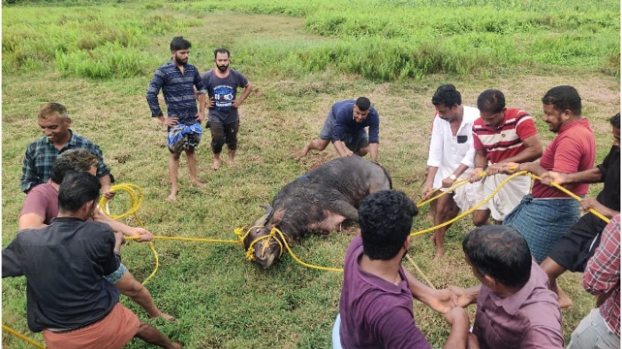 കശാപ്പിന് കൊണ്ടുവന്ന പോത്ത് വിരണ്ടോടി; കുത്തിപ്പരിക്കേല്പ്പിച്ചത് മൂന്ന് പേരെ, വാഹനങ്ങള്ക്കും കേടുപാട് കശാപ്പിന് കൊണ്ടുവന്ന പോത്ത് വിരണ്ടോടി; കുത്തിപ്പരിക്കേല്പ്പിച്ചത് മൂന്ന് പേരെ, വാഹനങ്ങള്ക്കും കേടുപാട്