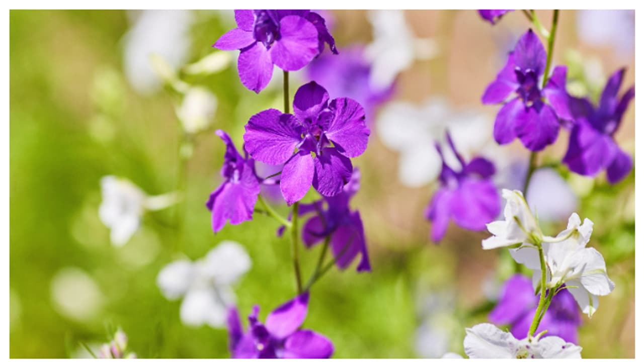 വേനൽക്കാലത്ത് വീട്ടിൽ വളർത്താൻ കഴിയുന്ന 8 ചെടികൾ ഇതാണ് വേനൽക്കാലത്ത് വീട്ടിൽ വളർത്താൻ കഴിയുന്ന 8 ചെടികൾ ഇതാണ്