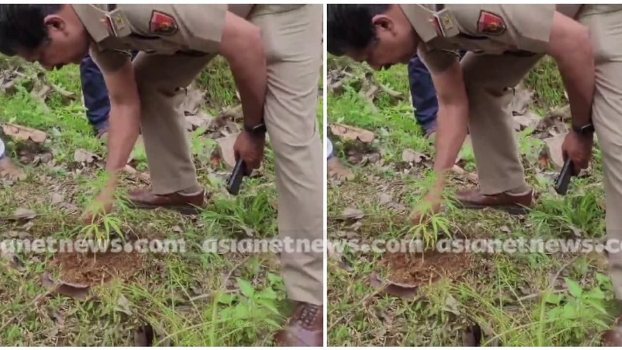 മീനച്ചിലാറിന്റെ തീരത്ത് കഞ്ചാവ് ചെടി, 10 ാം ക്ലാസുകാരനെ കഞ്ചാവുമായി പിടികൂടിയ സ്ഥലത്ത് നിന്ന് 100 മീറ്റർ അകലെ മീനച്ചിലാറിന്റെ തീരത്ത് കഞ്ചാവ് ചെടി, 10 ാം ക്ലാസുകാരനെ കഞ്ചാവുമായി പിടികൂടിയ സ്ഥലത്ത് നിന്ന് 100 മീറ്റർ അകലെ