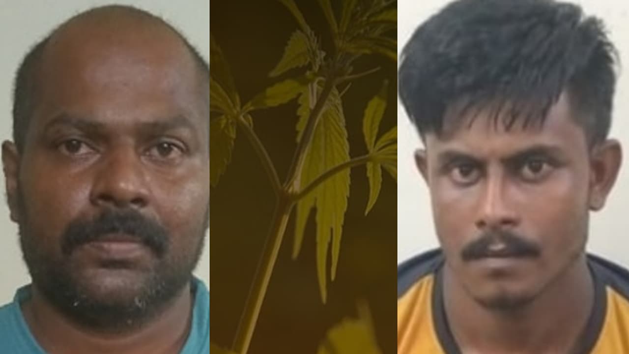 താമസിക്കുന്ന ഷെഡ്ഡിനടുത്ത് സ്വന്തം 'കൃഷി', 2 തൈകൾ കണ്ടെത്തി, കട്ടിലനടിയിൽ ഉപയോഗിക്കാൻ പാകമായ കഞ്ചാവ്, അറസ്റ്റ് താമസിക്കുന്ന ഷെഡ്ഡിനടുത്ത് സ്വന്തം 'കൃഷി', 2 തൈകൾ കണ്ടെത്തി, കട്ടിലനടിയിൽ ഉപയോഗിക്കാൻ പാകമായ കഞ്ചാവ്, അറസ്റ്റ്