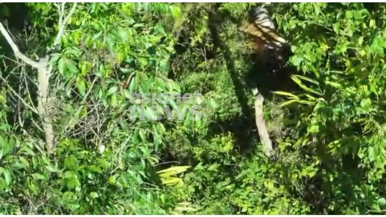 ഇടുക്കിയിൽ കടുവയിറങ്ങി, വളർത്തുമൃഗങ്ങളെ കൊന്നു, വനംവകുപ്പ് സംഘം സ്ഥലത്തെത്തി ഇടുക്കിയിൽ കടുവയിറങ്ങി, വളർത്തുമൃഗങ്ങളെ കൊന്നു, വനംവകുപ്പ് സംഘം സ്ഥലത്തെത്തി