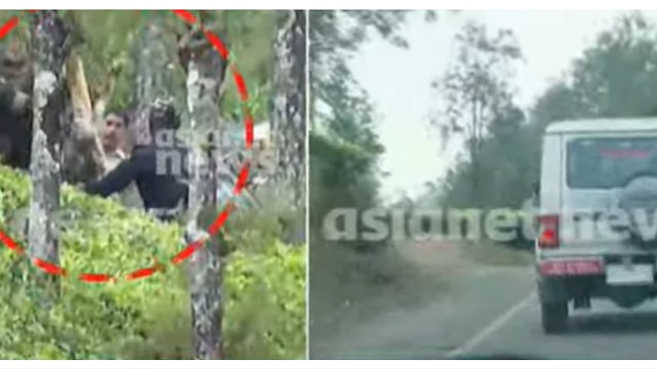 ഒടുവിൽ പിടിയിൽ; ഗ്രാമ്പിയിലെ കടുവയെ മയക്കുവെടി വെച്ച് വലയിലാക്കി ദൗത്യസംഘം, തേക്കടിയിലേക്ക് തിരിച്ചു ഒടുവിൽ പിടിയിൽ; ഗ്രാമ്പിയിലെ കടുവയെ മയക്കുവെടി വെച്ച് വലയിലാക്കി ദൗത്യസംഘം, തേക്കടിയിലേക്ക് തിരിച്ചു