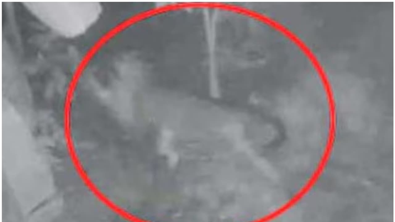 പോമറേനിയന് നായയെ കടിച്ചെടുത്ത് പോകുന്ന അജ്ഞാത ജീവി; ഇരുട്ട് വീണാൽ പേടി കാരണം പുറത്തിറങ്ങാതെ നാട്ടുകാർ പോമറേനിയന് നായയെ കടിച്ചെടുത്ത് പോകുന്ന അജ്ഞാത ജീവി; ഇരുട്ട് വീണാൽ പേടി കാരണം പുറത്തിറങ്ങാതെ നാട്ടുകാർ