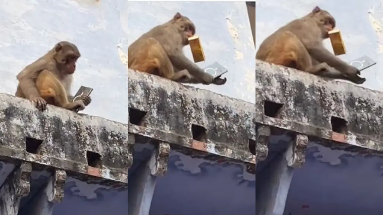 ಮ್ಯಾಂಗೋ ಜ್ಯೂಸ್‌ಗಾಗಿ ಮೊಬೈಲ್ ಕಸಿದು ಡೀಲ್ ಮಾಡಿದ ಕೋತಿ: ವೀಡಿಯೋ ಸಖತ್ ವೈರಲ್‌