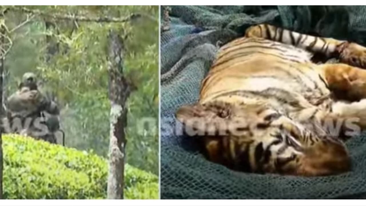 ഇടുക്കിയിലെ ​ഗ്രാമ്പിയിൽ നിന്നും പിടികൂടിയ കടുവ ചത്തു