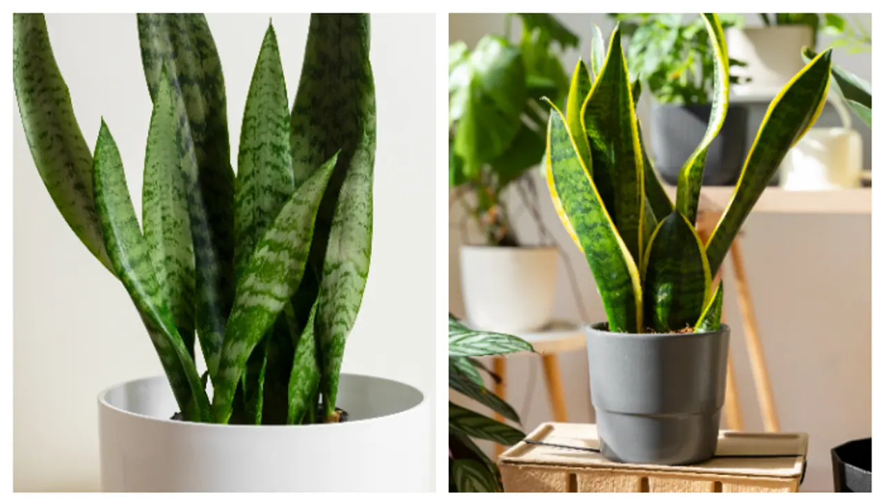 നിങ്ങളുടെ സ്‌നേക് പ്ലാന്റിന് ആവശ്യമായ വെളിച്ചം ലഭിക്കുന്നുണ്ടോ? ഇല്ലെങ്കിൽ സൂക്ഷിക്കണം 