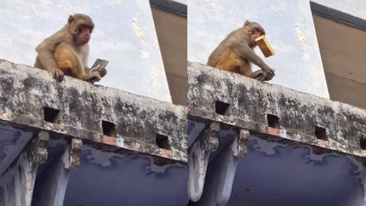 'മാം​ഗോ ജ്യൂസെങ്കിൽ അത്, ഇന്നാ പിടിച്ചോ നിന്റെ ഫോൺ'; കുരങ്ങന്റെ ഓരോരോ 'വികൃതി'കളേ, വൈറലായി വീഡിയോ 