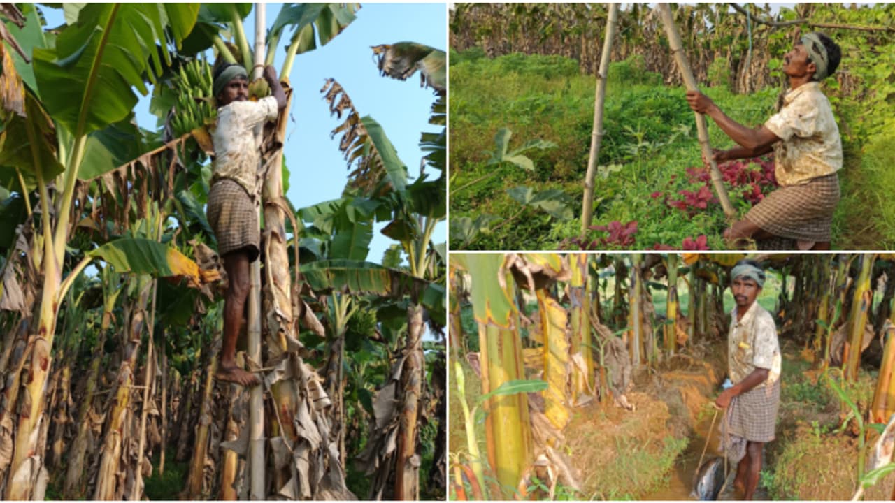 കൂലിപ്പണിക്കായെത്തി, എല്ലുമുറിയെ പണിയെടുത്ത് തേഞ്ഞിപ്പലത്തെ മണ്ണ് പൊന്നാക്കി ഒഡീഷക്കാരൻ സുക്രു; മാതൃകയാണീ കൃഷി