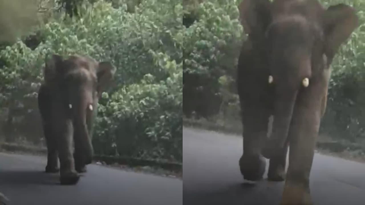 കുറ്റ്യാടി ചുരത്തിൽ ചിന്നംവിളിച്ച് കാറിന് നേരെ പാഞ്ഞടുത്ത് കാട്ടാന, യാത്രികർ രക്ഷപ്പെട്ടത് തലനാരിഴക്ക്; വീഡിയോ കുറ്റ്യാടി ചുരത്തിൽ ചിന്നംവിളിച്ച് കാറിന് നേരെ പാഞ്ഞടുത്ത് കാട്ടാന, യാത്രികർ രക്ഷപ്പെട്ടത് തലനാരിഴക്ക്; വീഡിയോ