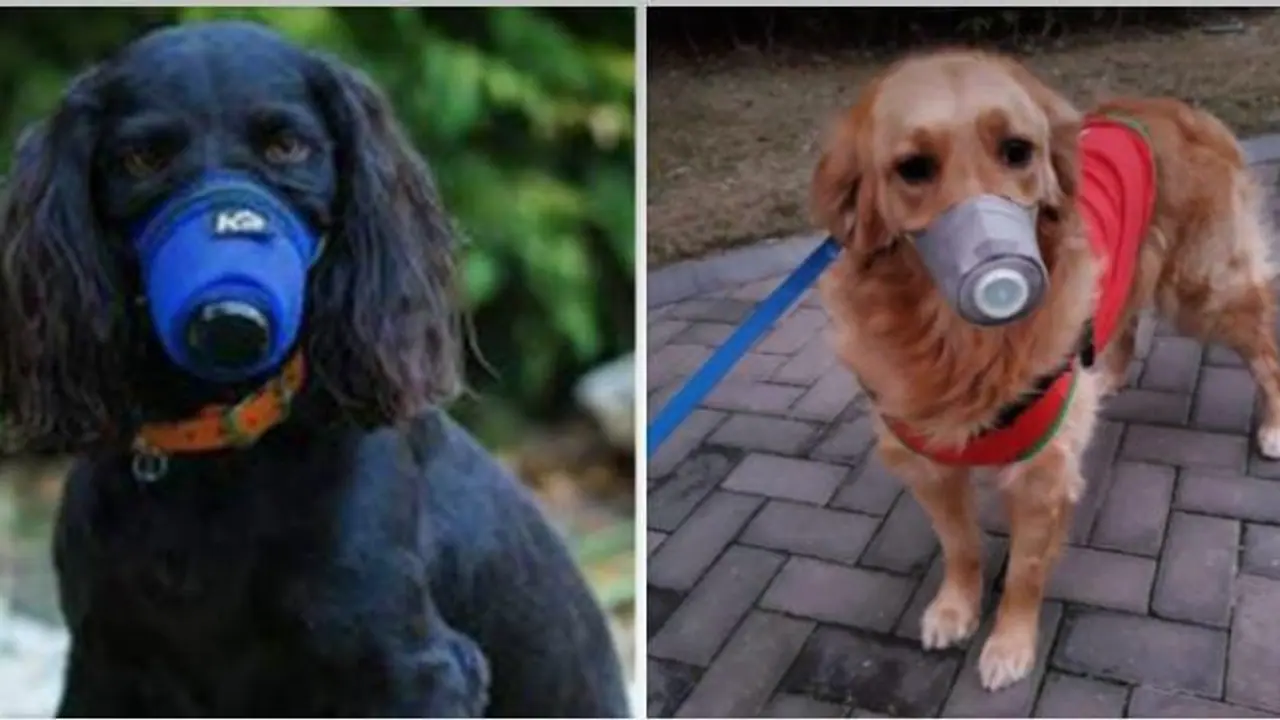 வளர்ப்பு நாய்களுக்கு வாய் கவசம் அணியாவிட்டால் 1000 ரூபாய் அபராதம்.! சென்னை மாநகராட்சி அதிரடி வளர்ப்பு நாய்களுக்கு வாய் கவசம் அணியாவிட்டால் 1000 ரூபாய் அபராதம்.! சென்னை மாநகராட்சி அதிரடி