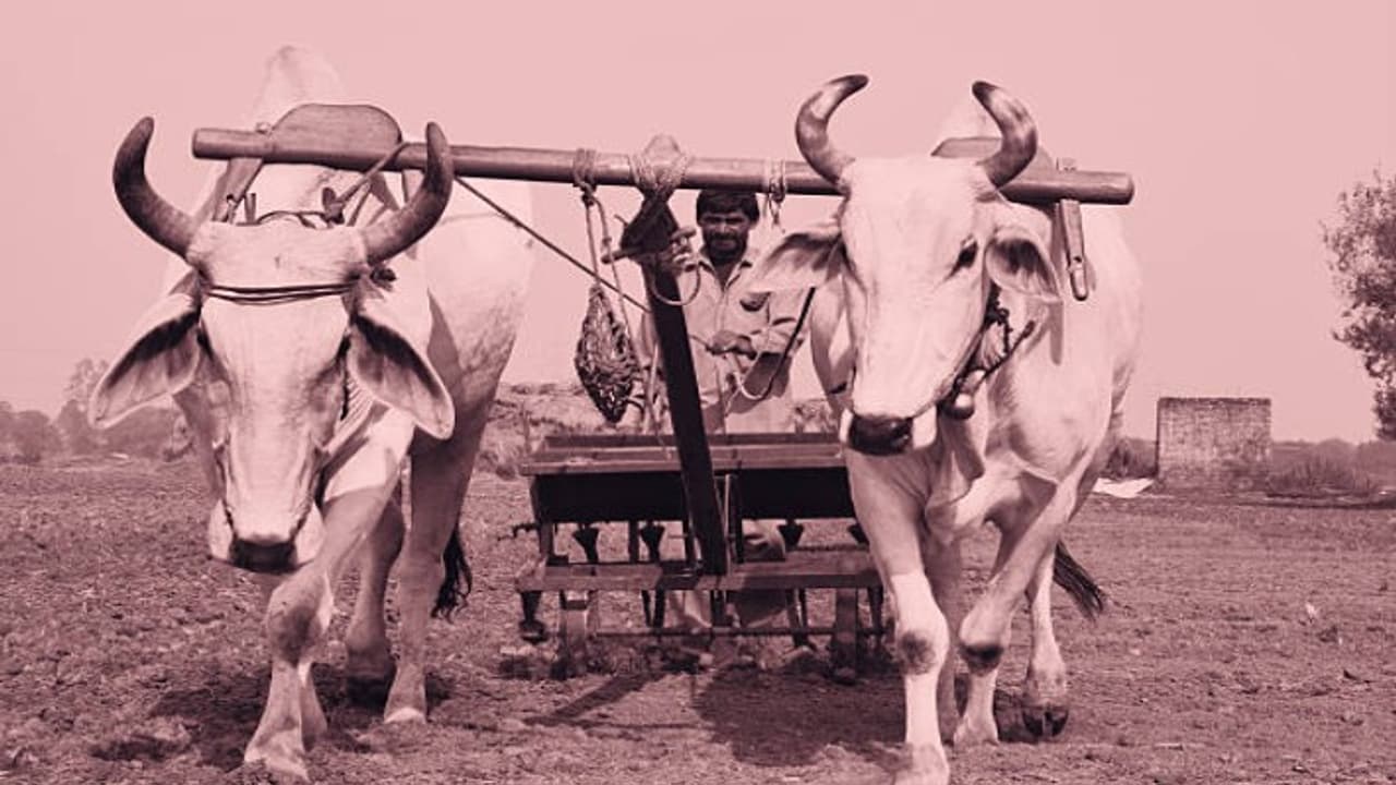 ಮಹಾರಾಷ್ಟ್ರದ 5 ಜಿಲ್ಲೆಯಲ್ಲಿ 21,219 ರೈತರ ಆತ್ಮಹತ್ಯೆ