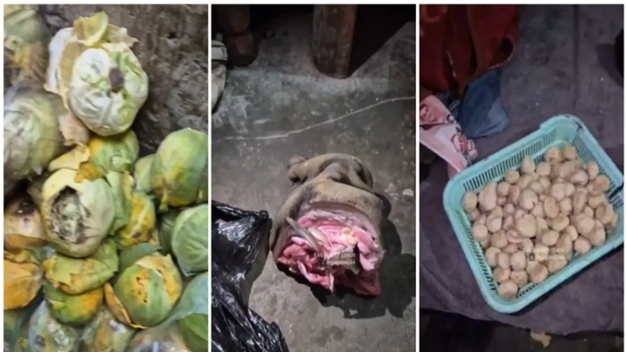 Cat or dog meat used to make chicken momo in Mohali? SHOCKING video shows unhygienic fast food unit (WATCH)