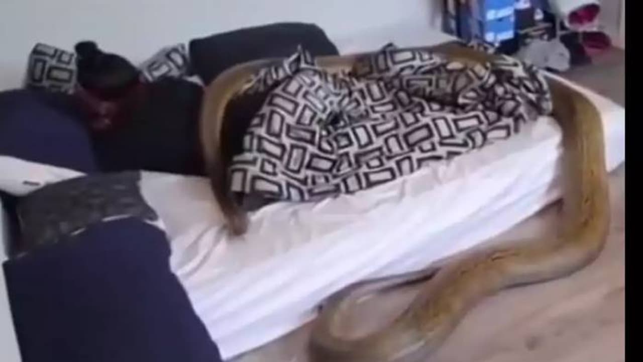 അമ്പമ്പോ! ഇത് ശരിക്കും പാമ്പോ? അതോ എല്ലാം വെറും അഭിനയമോ? വീഡിയോ കണ്ട് ഞെട്ടൽ മാറാതെ നെറ്റിസൺസ് 