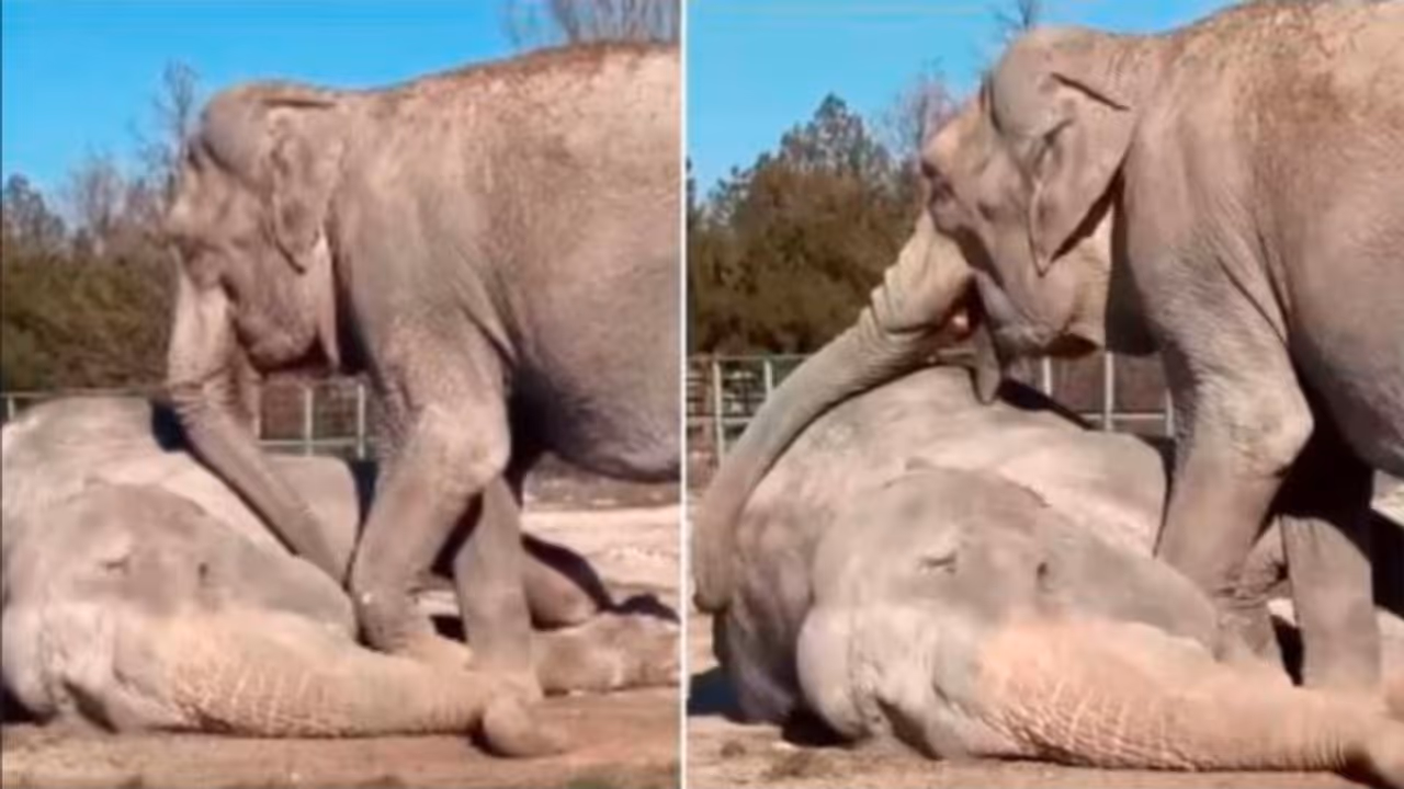 ನೀ ಇಲ್ಲದೇ ನಾ ಹೇಗಿರಲಿ... ಗೆಳೆಯನ ಸಾವಿಗೆ ರೋದಿಸಿದ ಸರ್ಕಸ್ ಆನೆ: ಮನಕಲಕುವ ವೀಡಿಯೋ ನೀ ಇಲ್ಲದೇ ನಾ ಹೇಗಿರಲಿ... ಗೆಳೆಯನ ಸಾವಿಗೆ ರೋದಿಸಿದ ಸರ್ಕಸ್ ಆನೆ: ಮನಕಲಕುವ ವೀಡಿಯೋ