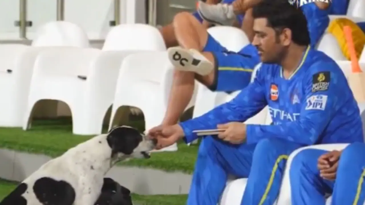 IPL 2025 : தெரு நாய்க்கு உணவளித்த தோனியின் வீடியோ வைரல்; Watch Video! IPL 2025 : தெரு நாய்க்கு உணவளித்த தோனியின் வீடியோ வைரல்; Watch Video!