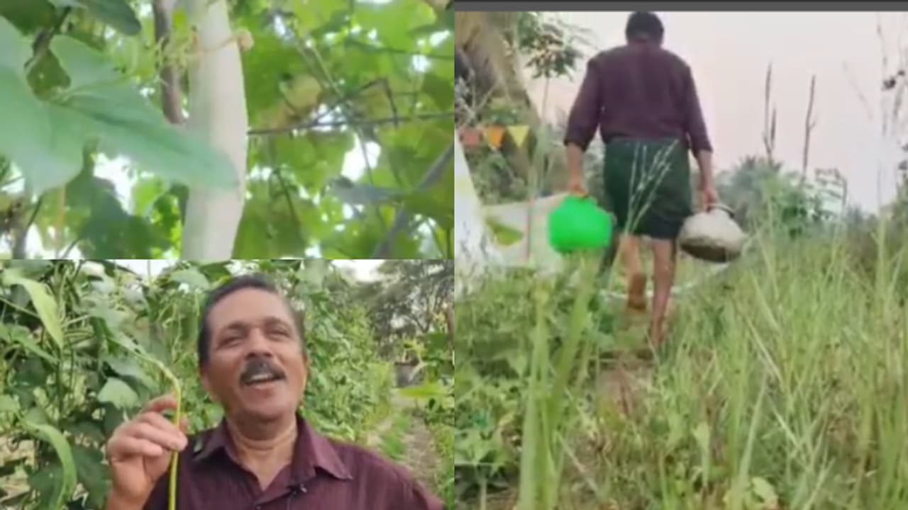 കണ്ണിൽ ചോരയില്ലാത്തവർ! ജൈവ കൃഷിയിൽ വിളഞ്ഞ പാവക്കയും പടവലവും മത്തനും കുമ്പളവും എല്ലാം കൊണ്ടുപോകുന്ന കള്ളന്മാർ