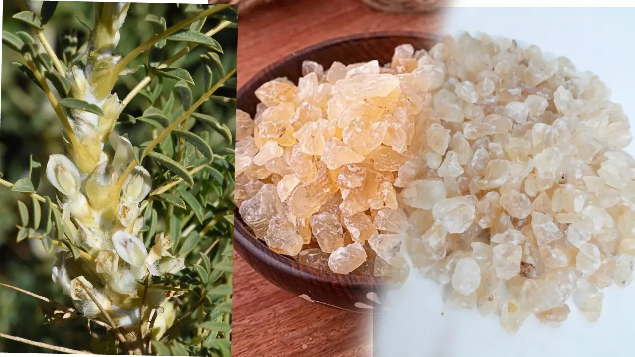 ಬಾಡಿ ಹೀಟ್‌ ಒಂದೇ ಅಲ್ಲ! ಬಾದಾಮಿ ಗೋಂದು ಪ್ರಯೋಜನ ಕೇಳಿದ್ರೆ ನೀವು ಯೂಸ್‌ ಮಾಡದೆ ಬಿಡಲ್ಲ! 