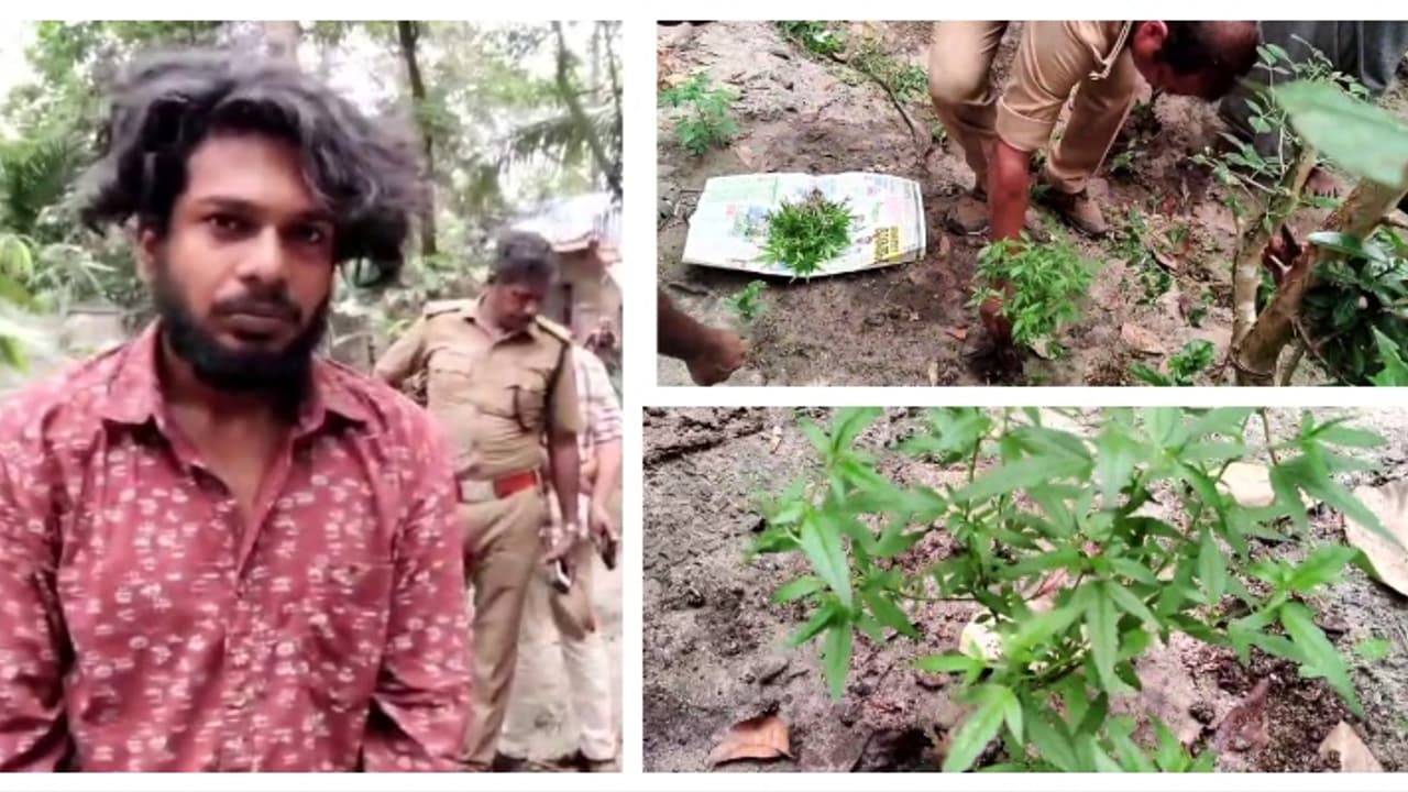 എംഡിഎംഎ കേസ് അന്വേഷിക്കാനെത്തി, വീട്ടുവളപ്പിൽ 38 കഞ്ചാവ് ചെടികൾ, പത്തരക്കിലോ കഞ്ചാവുമായി 2 പേർ പിടിയിൽ എംഡിഎംഎ കേസ് അന്വേഷിക്കാനെത്തി, വീട്ടുവളപ്പിൽ 38 കഞ്ചാവ് ചെടികൾ, പത്തരക്കിലോ കഞ്ചാവുമായി 2 പേർ പിടിയിൽ