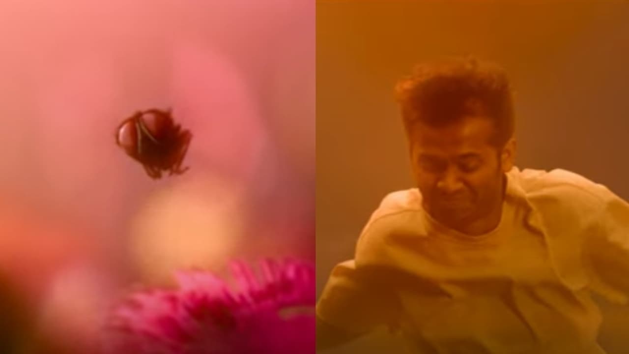 മാത്യു തോമസിന്‍റെ നായികയായി ഈച്ച! ത്രീഡി ചിത്രം 'ലൗലി'യിലെ പുതിയ ​ഗാനമെത്തി