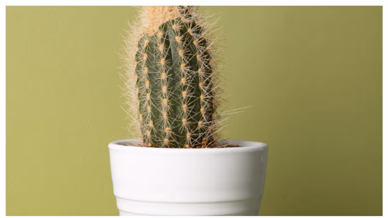 വീടിനുള്ളിൽ കള്ളിമുൾ ചെടി വളർത്തുമ്പോൾ സൂക്ഷിക്കണം; കാരണം ഇതാണ് 