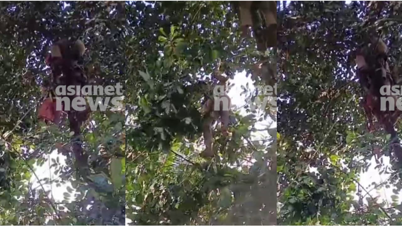 ചക്ക തിന്നാൻ ആഗ്രഹം, ഒന്നും നോക്കിയില്ല പ്ലാവിൽ കയറി, പിന്നാലെ ദേഹാസ്വാസ്ഥ്യം, രക്ഷകരായി ഫയർഫോഴ്സ് ചക്ക തിന്നാൻ ആഗ്രഹം, ഒന്നും നോക്കിയില്ല പ്ലാവിൽ കയറി, പിന്നാലെ ദേഹാസ്വാസ്ഥ്യം, രക്ഷകരായി ഫയർഫോഴ്സ്