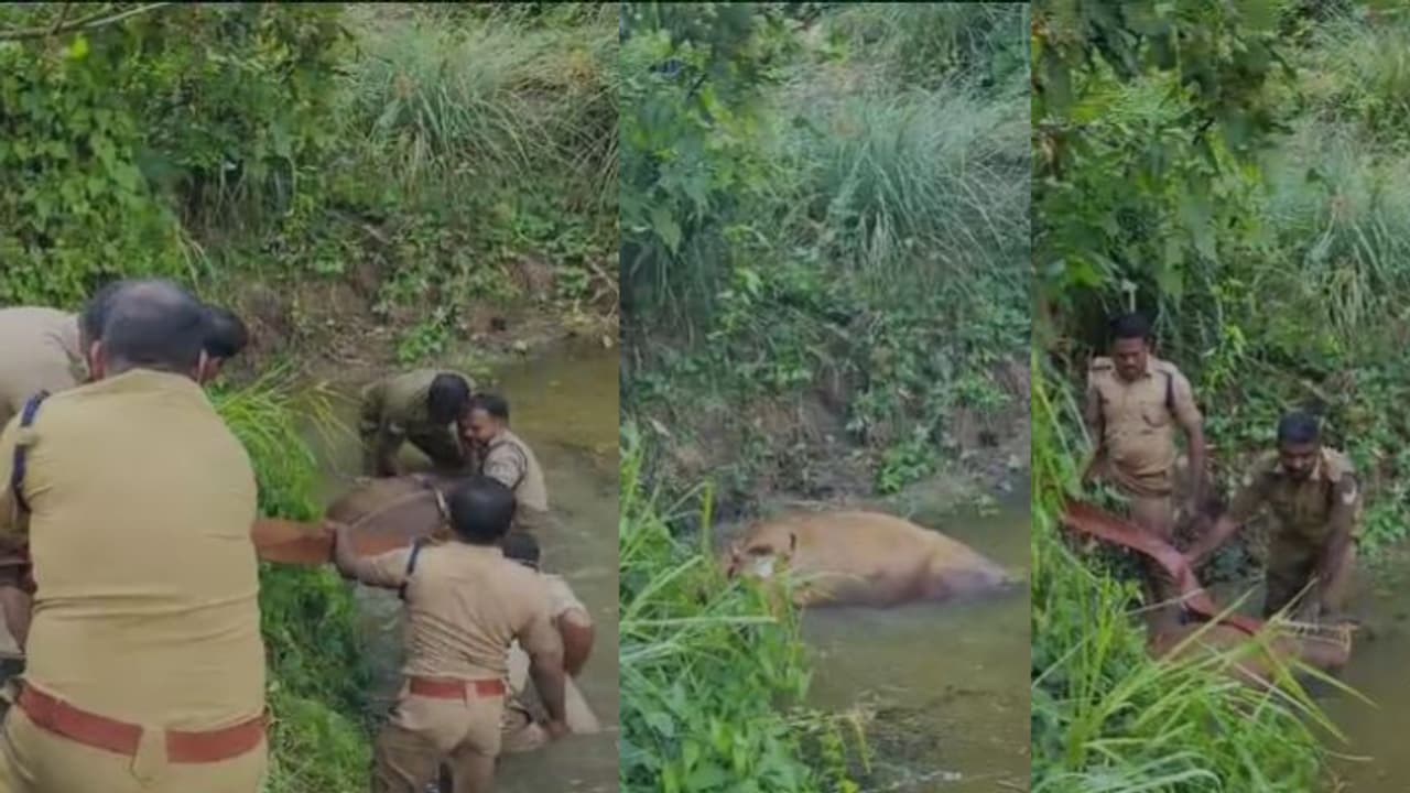 മേയാൻ വിട്ട പശുവിനെ കാണില്ല, കുളത്തിൽ വീണ് ചളിയിൽ കുടുങ്ങി മണിക്കൂറുകൾ; വടവുമായെത്തി, രക്ഷകരായി ഫയർഫോഴ്സ് മേയാൻ വിട്ട പശുവിനെ കാണില്ല, കുളത്തിൽ വീണ് ചളിയിൽ കുടുങ്ങി മണിക്കൂറുകൾ; വടവുമായെത്തി, രക്ഷകരായി ഫയർഫോഴ്സ്