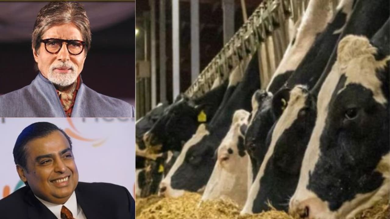 ಮುಖೇಶ್ ಅಂಬಾನಿ, ಅಮಿತಾ ಬಚ್ಚನ್ ಸೇರಿ ದೊಡ್ಡ ಸೆಲೆಬ್ರಿಟಿಗಳು ಕುಡಿಯೋ ಹಾಲು ಯಾವ್ದು? 