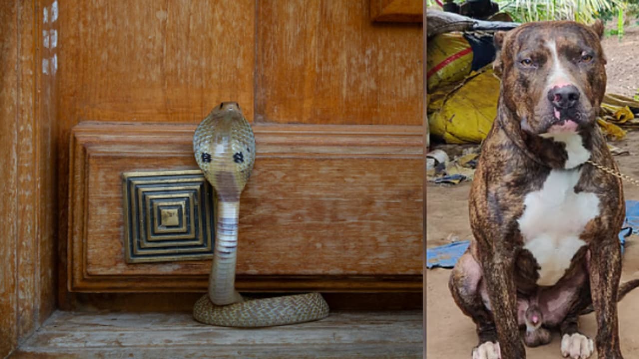 വീടിനുള്ളിൽ കുഞ്ഞുങ്ങളുടെ അടുത്തേക്ക് 12 അടിയുള്ള മൂർഖൻ, മൂന്നായി കടിച്ച് കീറിയ 'ഭീമ'യ്ക്ക് ദാരുണാന്ത്യം 