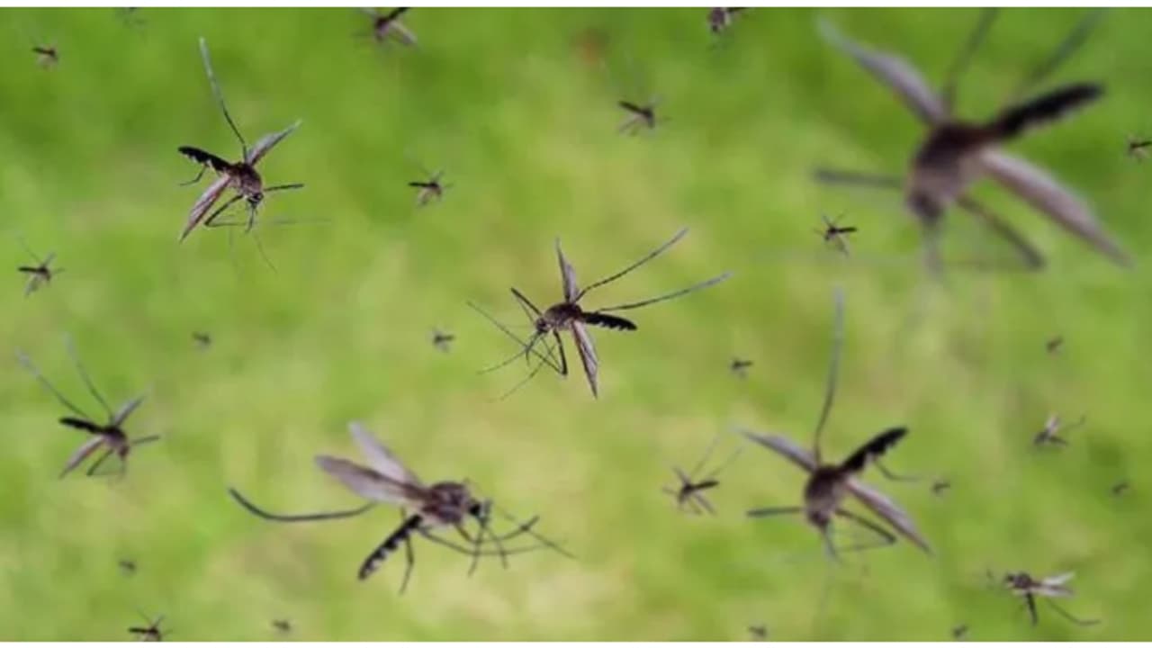 കൊതുക് ശല്യം സഹിക്കാൻ വയ്യേ? ഭൂമിയിലുണ്ട് കൊതുകുകളില്ലാത്ത രണ്ടേ രണ്ടിടങ്ങൾ! 