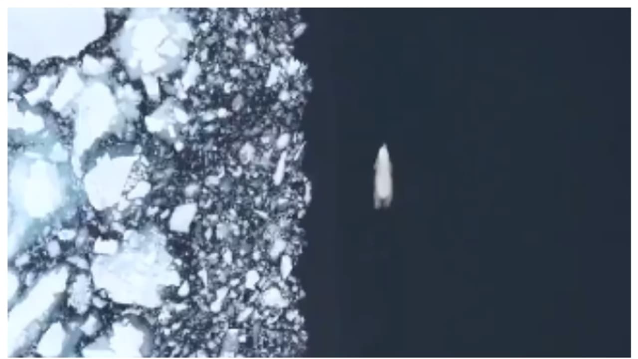 തണുത്തുറയുന്ന ആർട്ടിക്ക് സമുദ്രത്തിലൂടെ ധ്രുവക്കരടിയുടെ ഒമ്പത് ദിവസം നീണ്ട മാരത്തോൺ നീന്തൽ; വീഡിയോ വൈറൽ