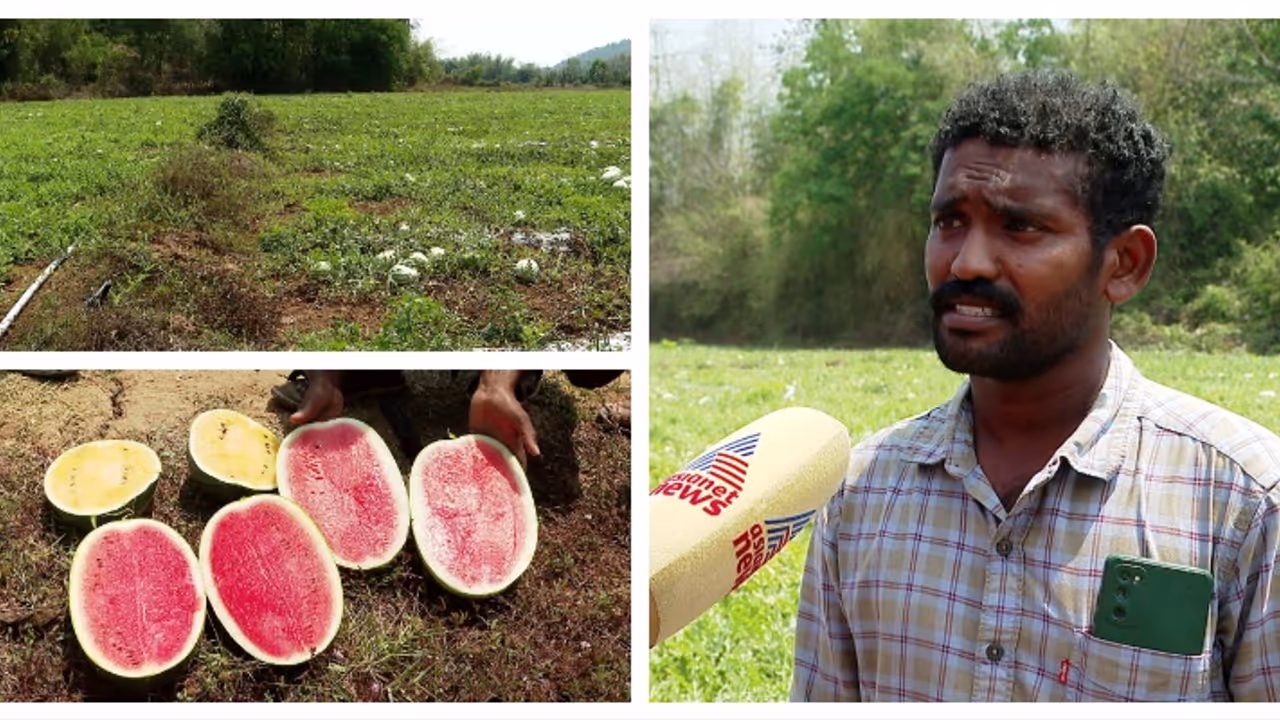 സെയ്ഫുള്ളയുടെ ജൂബിലി കിംഗും ഓറഞ്ച് മഞ്ചും; 16ഏക്കറിൽ സംസ്ഥാനത്തെ ഏറ്റവും വലിയ തണ്ണിമത്തൻ തോട്ടം ഇവിടെയാണ്... സെയ്ഫുള്ളയുടെ ജൂബിലി കിംഗും ഓറഞ്ച് മഞ്ചും; 16ഏക്കറിൽ സംസ്ഥാനത്തെ ഏറ്റവും വലിയ തണ്ണിമത്തൻ തോട്ടം ഇവിടെയാണ്...